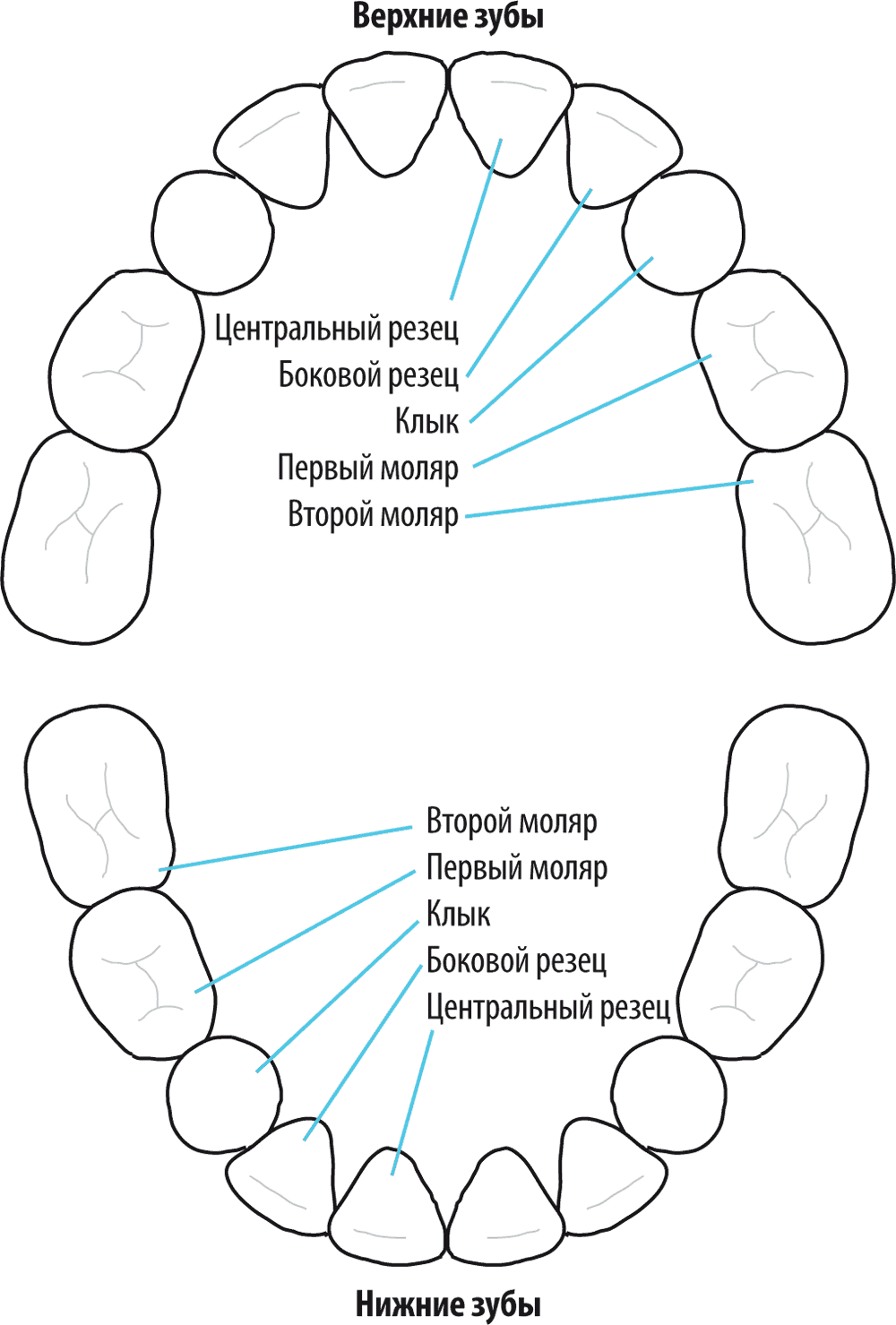 Схема прорезывания зубов
