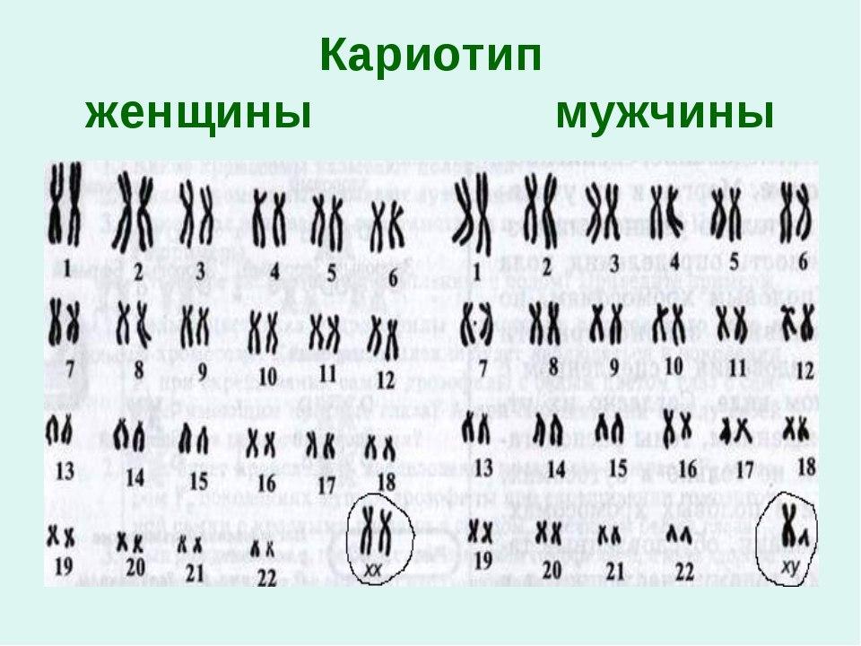 Примеры разных хромосомных наборов
