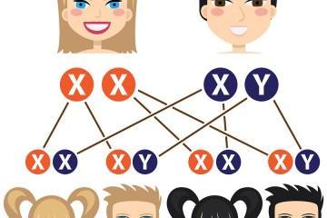Как могут сочетаться хромосомы родителей