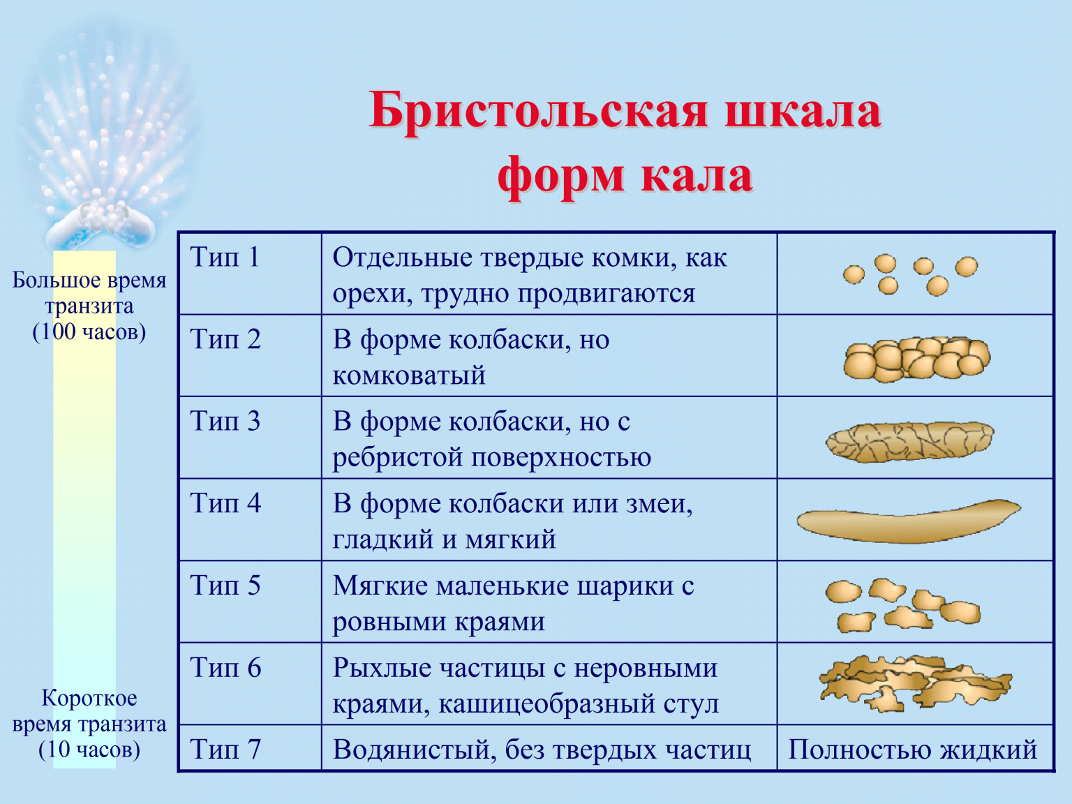 Почему кал воняет канализацией
