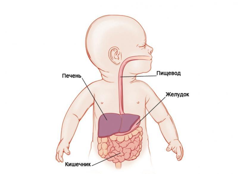 Строение органов пищеварения у младенцев