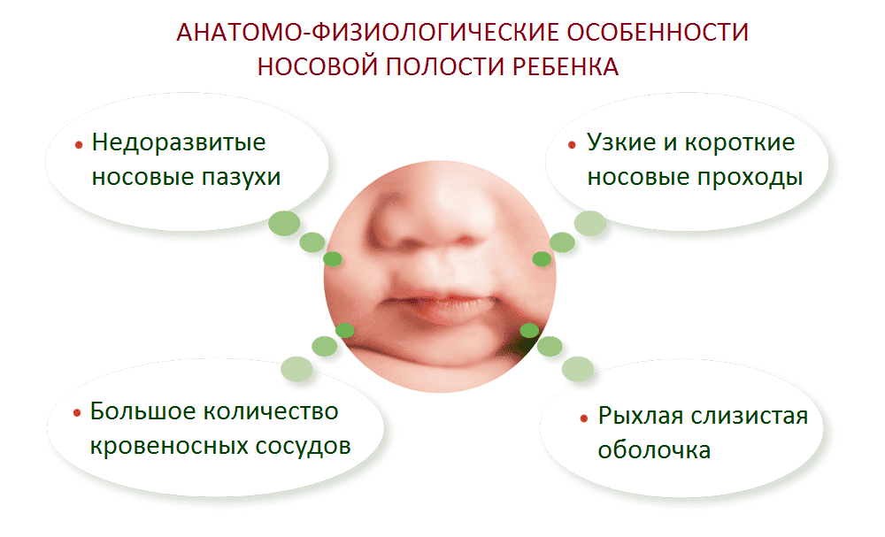Особенности строения носа у новорожденного
